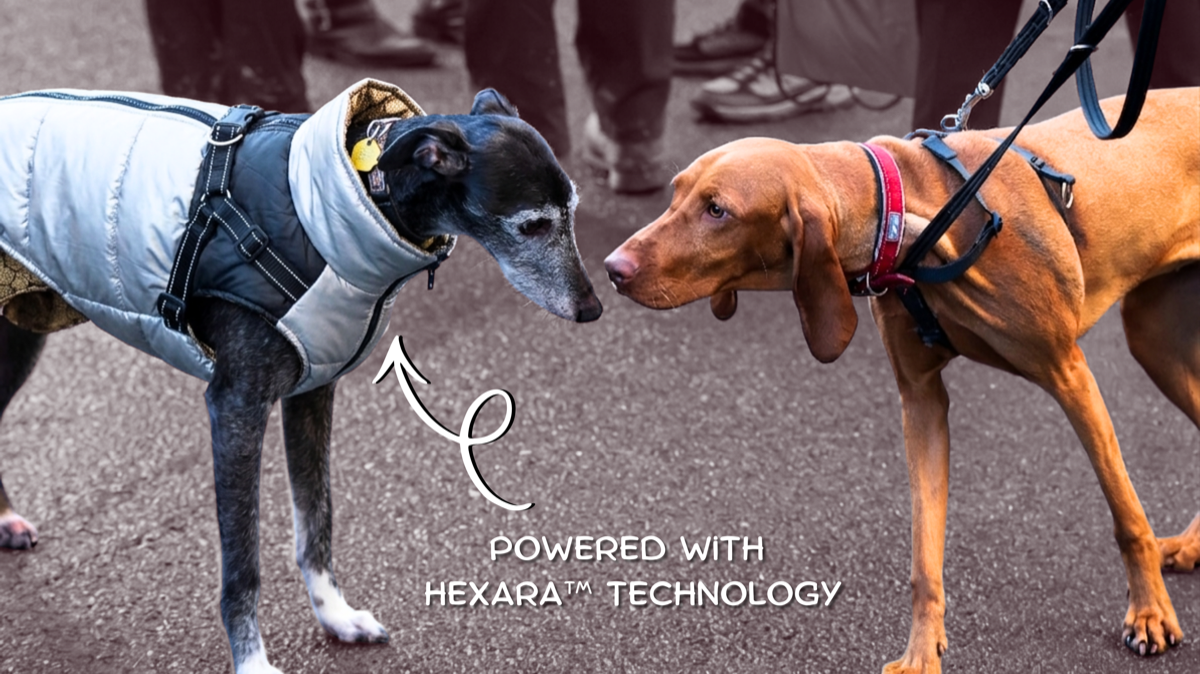 Dogs enjoying Pooch & Whiskers toys