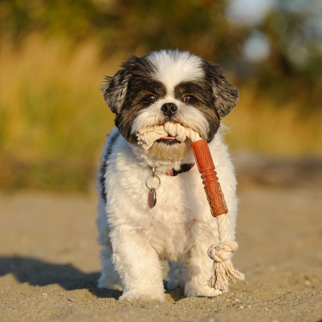 Pooch & Whiskers Natural Rubber Toys