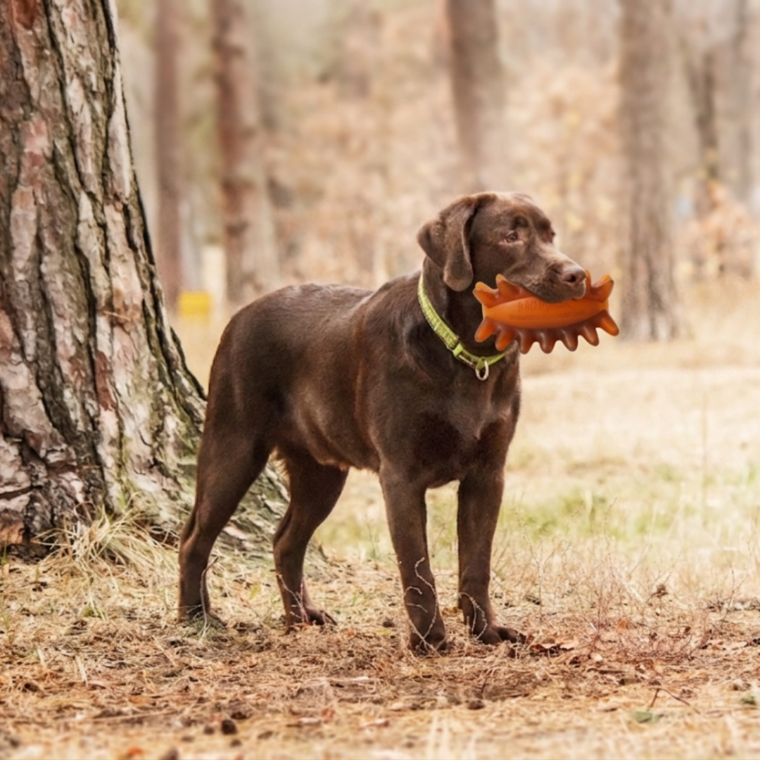 Pooch & Whiskers Natural Rubber Toys