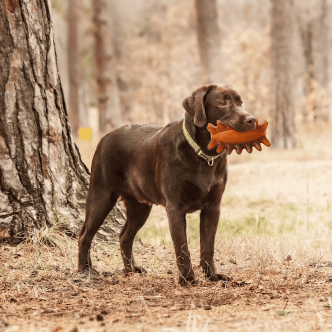Dogs enjoying Pooch & Whiskers toys