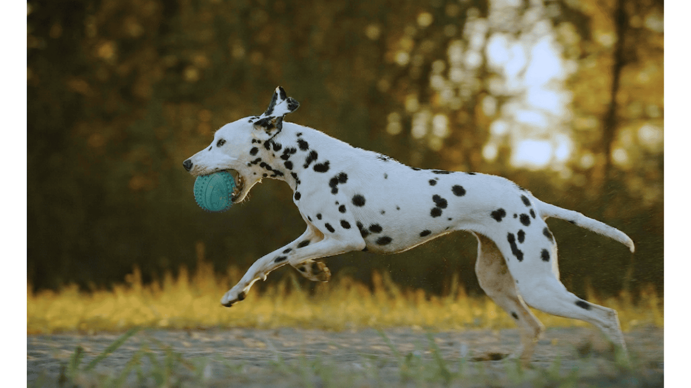 Pooch & Whiskers Natural Rubber Toys
